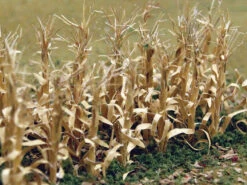 Bachmann Dried Corn Stalks (30 Per Pack)